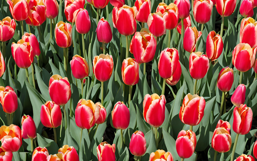 Tulpen worden duurder: wat de weersomstandigheden betekenen voor jouw budget